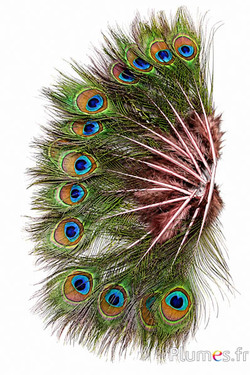 Pfau blau Miniatur - 15-25 cm - altrosa